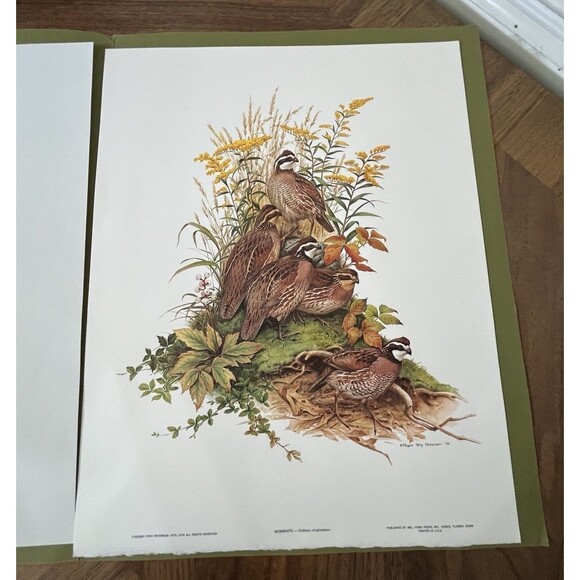 Roger Tory Peterson Art Quail Family Lithograph Print USA 1975 14x11 - Picture 1 of 7